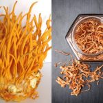 Đông Trùng hạ thảo khô