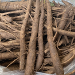 ngưu bàng tươi