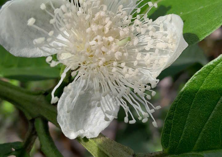 Trà lá ổi giảm cân hiệu quả